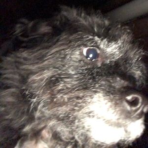 Meet your Posher, Alvaro